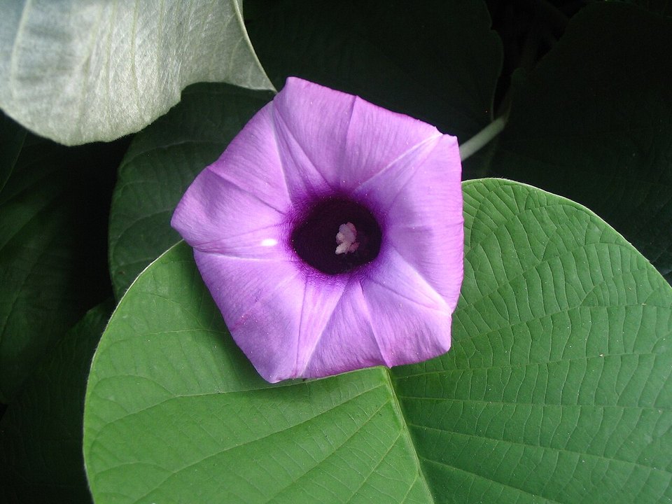 Argyreia nervosa photographed in Kuala Lumpur, Malaysia