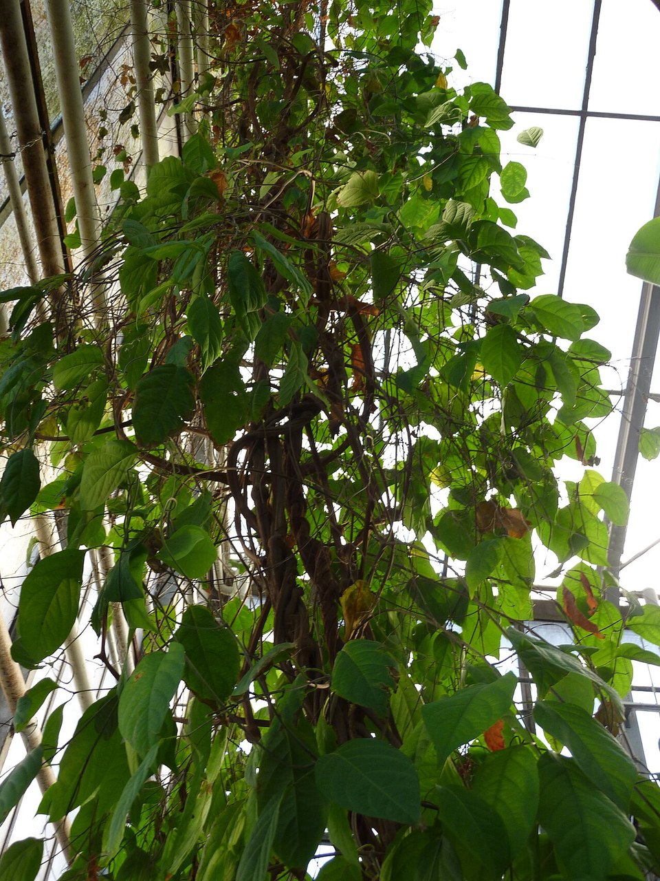 Banisteriopsis caapi photographed as a living vine, showing its botanical structure