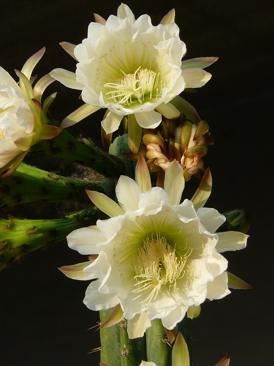 Echinopsis pachanoi: a living cactus photographed for botanical context