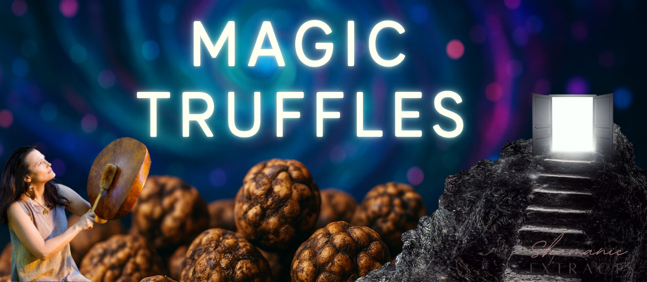 Magic truffles are small underground formations that grow on the mycelium of psilocybin mushrooms. They contain psilocybin — the same natural psychedelic compound found in magic mushrooms. While they look different from mushrooms, they produce similar effects and are legal to buy in the Netherlands. What Do Magic Truffles Do? After you eat them, your […]