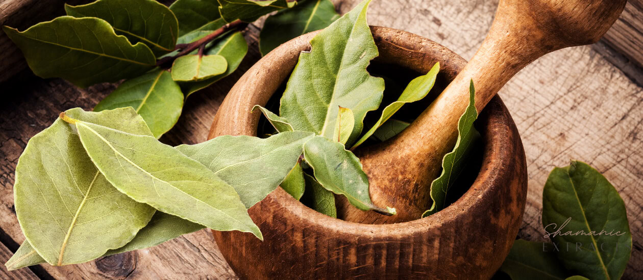 Introduction Diplopterys Cabrerana, also known as Chagropanga, is a sacred plant with a long-standing history of shamanistic and healing applications in the Amazon region. Initially classified as Banisteria rusbyana, this plant is renowned for its high concentration of hallucinogenic tryptamines and its integral role in the preparation of ayahuasca—a traditional psychoactive brew. This guide delves […]