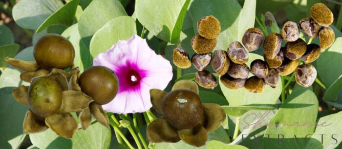 Baby Hawaiian Woodrose seeds from Hawaii and Madagascar – natural and high-quality seeds for collectors.