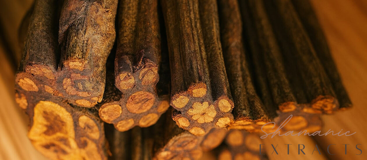 Banisteriopsis caapi Red Brazil ayahuasca vine from the Amazon rainforest