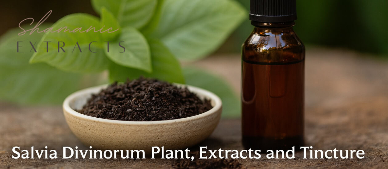 Salvia Divinorum: A Sacred Leaf with a Psychedelic Legacy Salvia divinorum is a rare and powerful plant native to the cloud forests of Oaxaca, Mexico. Known to the Mazatec people as ska Pastora (the leaves of the Shepherdess), this unique sage has long been used in ceremonial contexts to induce visions, access deeper states of […]