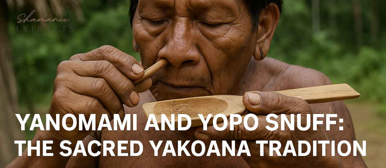 Introduction to the Yanomami and Yopo Snuff The Yanomami are one of the largest Indigenous tribes in the Amazon rainforest. They are known for their deep connection to the forest and their traditional rituals. One of the central elements in their spiritual practices is yopo snuff, also called yakoana. This hallucinogenic snuff is prepared from […]